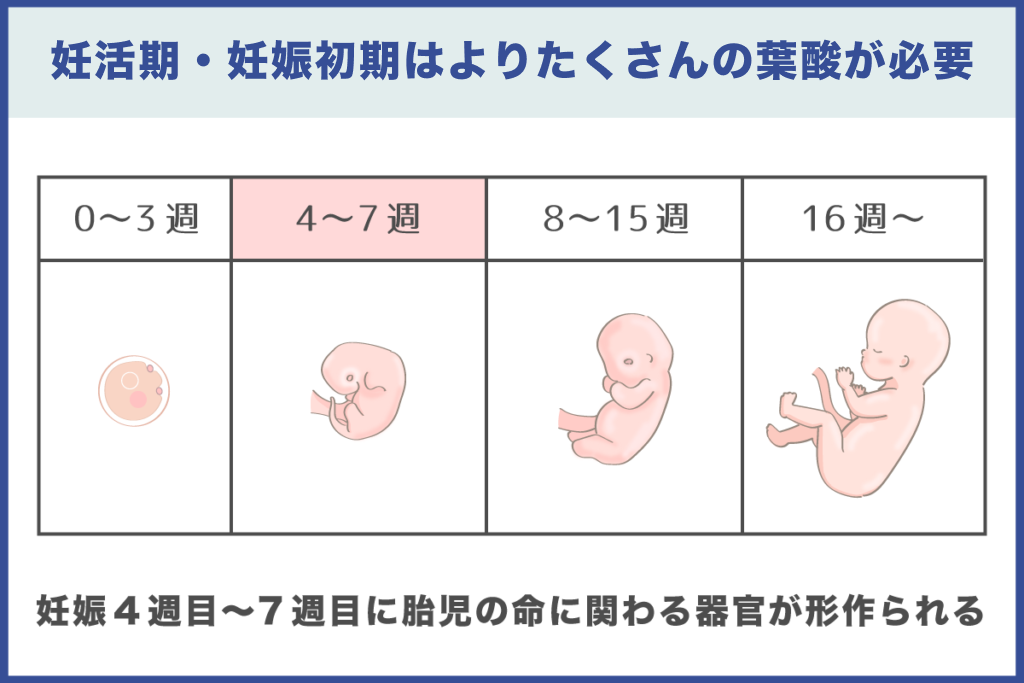 妊活期・妊娠初期の葉酸サプリの効果