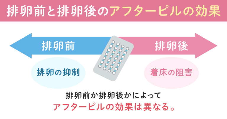 排卵前と排卵後のアフターピルの効果