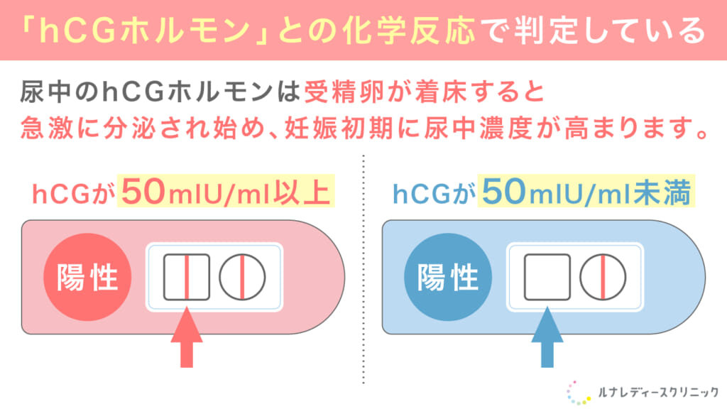 妊娠検査薬は「hCGホルモン」との化学反応で判定している