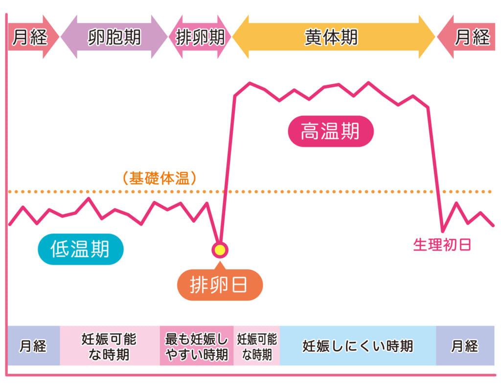 排卵前後の基礎体温の動き