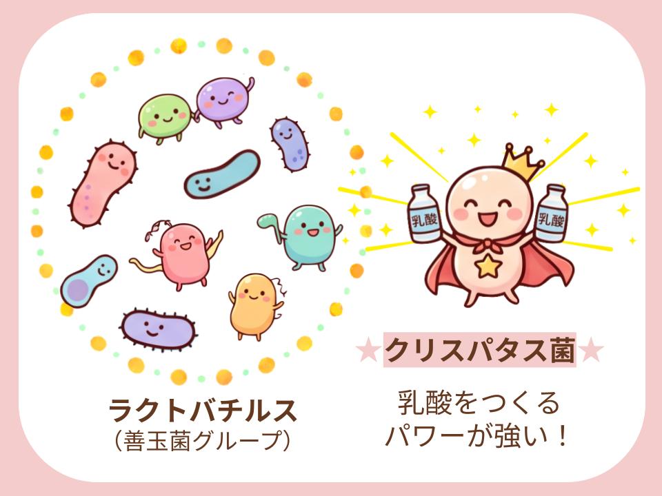 クリスパタス菌はラクトバチルスチームのエース