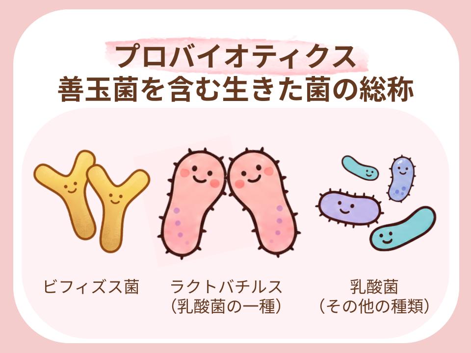 カラダにいい働きをする善玉菌