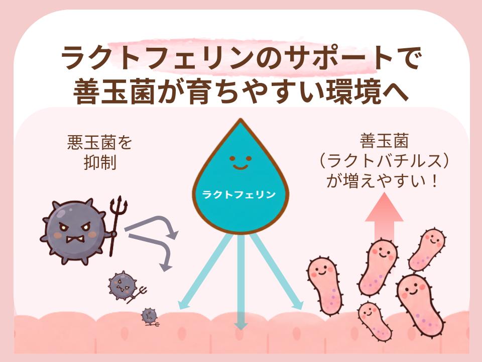 善玉菌を育てる応援団