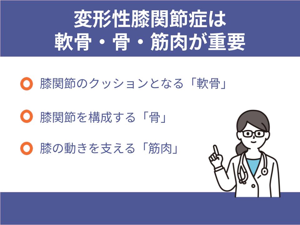 軟骨だけでなく骨・筋肉も重要
